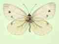 Pieris napi male (aberrant form deficiens, verso) (Internet Image property of respective owner, non-commercial use only)
